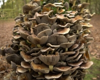 LBC - Mushrooms 1.jpg