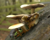 LBC - Mushrooms 2.jpg