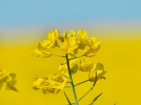Yellow Fields 3.jpg